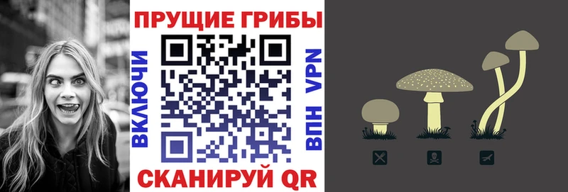 Псилоцибиновые грибы Psilocybe  купить наркоту  Старая Купавна 